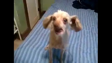 Лудо куче 
