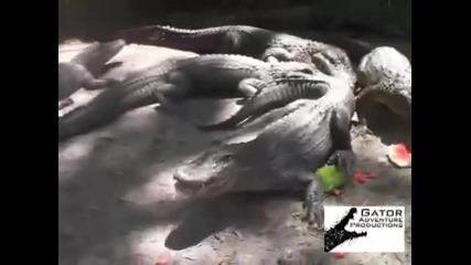 Aлигатор си хапва диня 