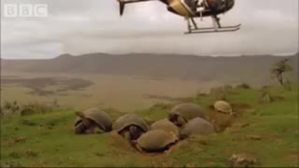 Alien invasion on the islands - Bbc Environment 