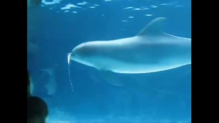 Красиви делфини си играят с водни пръстени