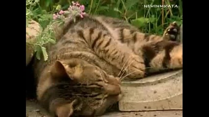 Наркоманията При Котките