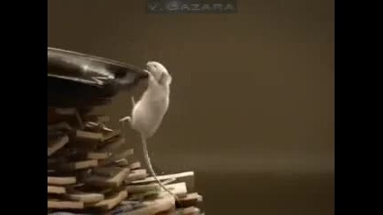 Мишка с огромен късмет! 