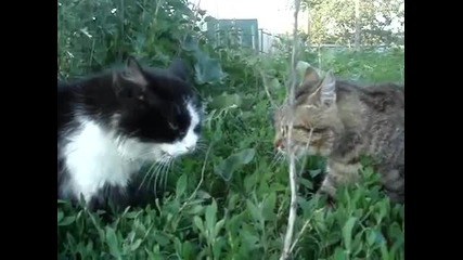 Дует на две котки - Смях !