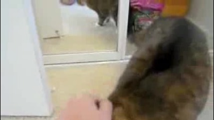 Тази котка мрази огледала 