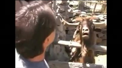 Разбраха се... (смях)