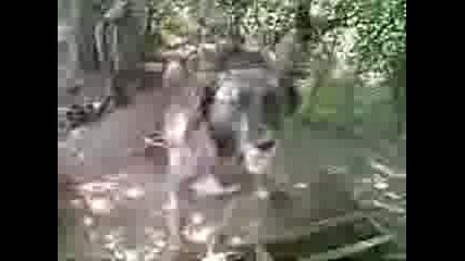 Тигар