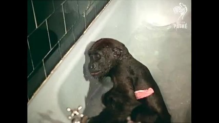 Забавна горила се чипка във вана !!!!!