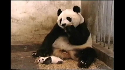 Sneezing baby panda momma freak :)))