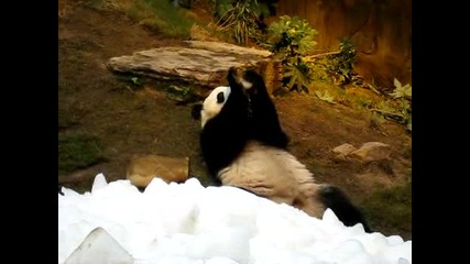 Панда се забавлява