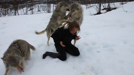 Срещата На Анита С Вълците