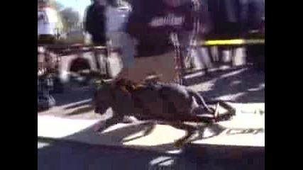 Pit Bull Weight pull 2