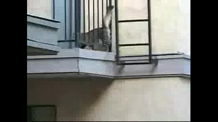 Котка Паяк (spidercat)