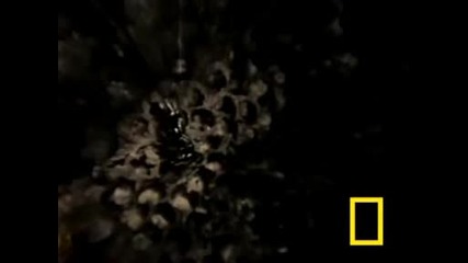 National Geographic - Пчели - убийци