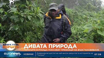 Горилите в Руанда показват признаци на възстановяване