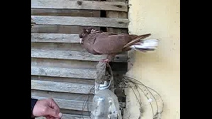 Паламарски Гълъб