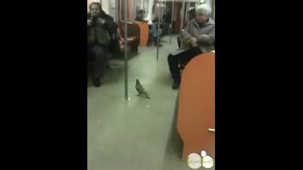 Гълъб, използващ градския транспорт 