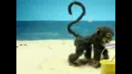 Crazy monkey 