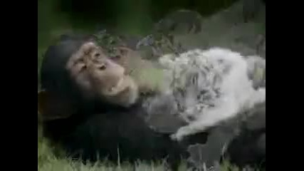 Маймуна И Тигър