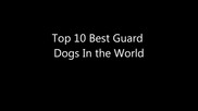 Топ 10 кучета-пазачи в света