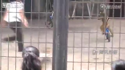 Маймуни играят в ролята на парамедици и карат велосипед