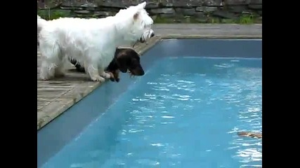 Куче плува в басейн