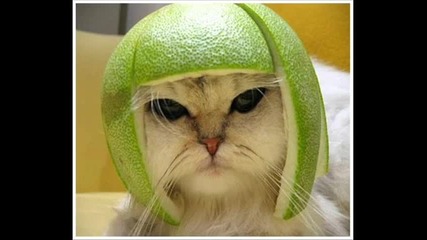 Смешни животни и хора-видео и снимки-котки котка куче