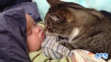 Котките обичат да се гушат с бебетата- Компилация