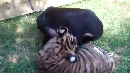Бебета шимпанзе, тигри и вълк си играят в приют