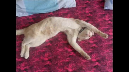 =^.^=аnhel=^.^= 