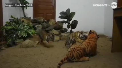 Как три тигърчета се върнаха към живота след смъртта на майка си