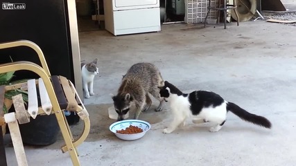 ракун краде храната на котки