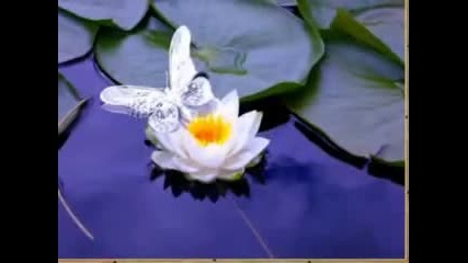 Buddha Bar ~ Wish You Were Here