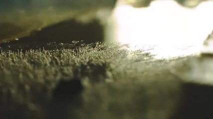 Как се развива и расте гъбата плесен