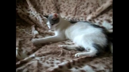 Котка и телефон