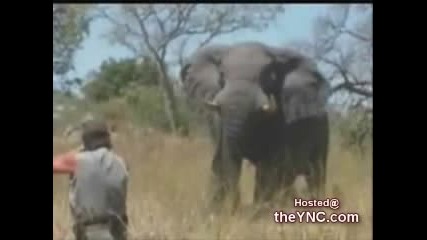 Lov na Slon