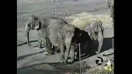 Elephant Abuse Under Big Top Ringling Circ