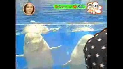Dolphins Can Headbang With Miyavi Xd
