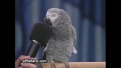 Папагал имитира животни