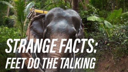 Did you know that elephants can talk with their feet?