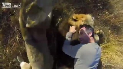 Приятел на лъвовете