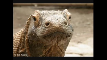 top 20 most endangered animals-1