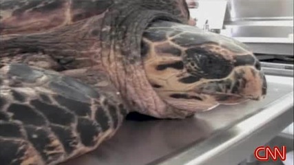 Спасяване на водна костенурка със счупен крак