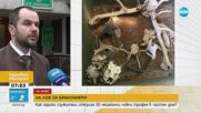 Иззеха незаконни ловни трофеи от бракониер край Приморско