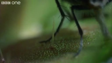 Растение което се храни мухи 