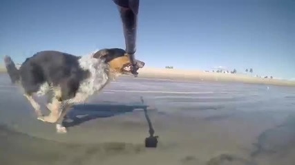 Невероятно куче показва най-добрият начин за използване на селфи стик