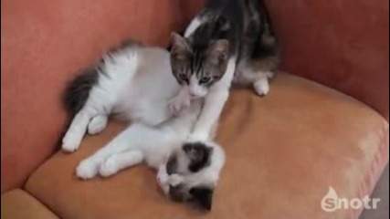 Котка масажира друга! - смях 