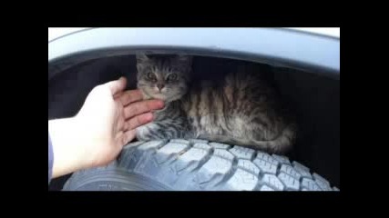 Най - Сладките Котенца