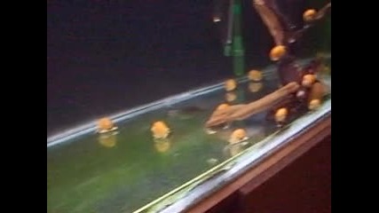 feeding my discus