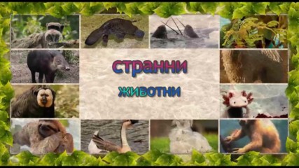 странни животни