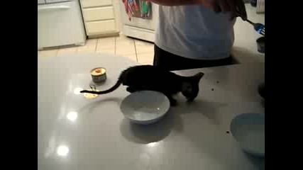 Безумно Гладно Коте